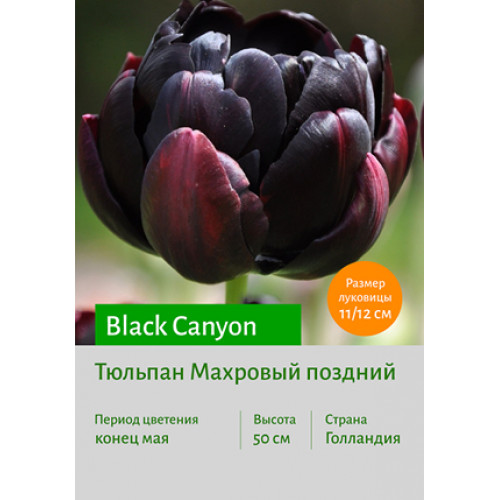 Тюльпан Black Canyon