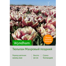 Тюльпан Wyndham