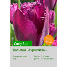 Тюльпан Curly Sue