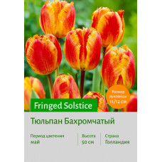 Тюльпан Fringed Solstice