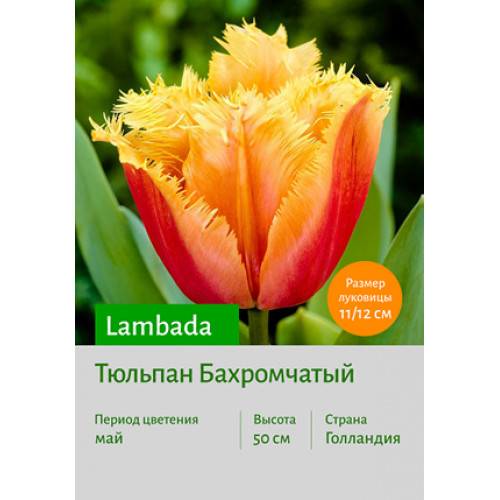 Тюльпан Lambada