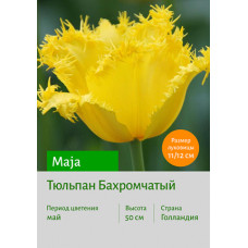 Тюльпан Maja