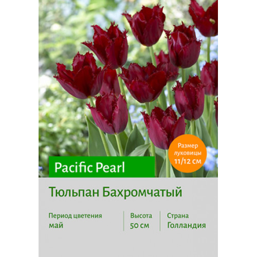 Тюльпан Pacific Pearl