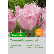 Тюльпан Santanter