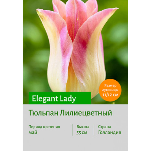Тюльпан Elegant Lady