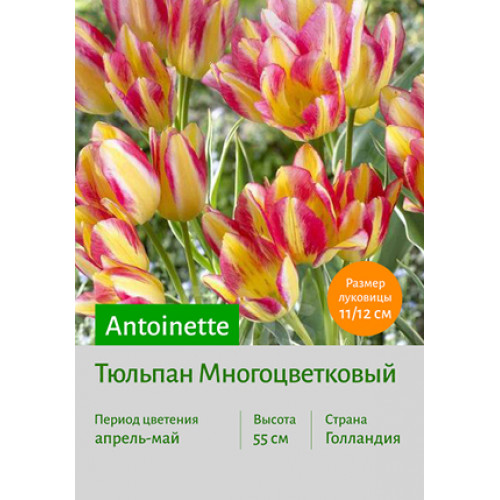 Тюльпан Antoinette