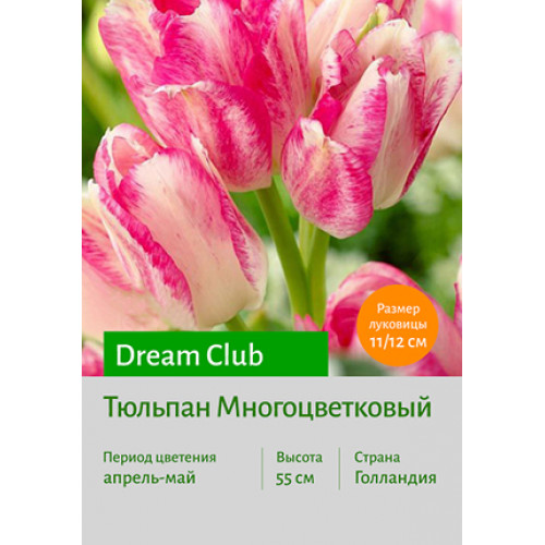 Тюльпан Dream Club