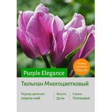 Тюльпан Purple Elegance