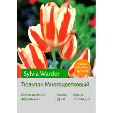 Тюльпан Sylvia Warder