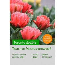 Тюльпан Toronto double