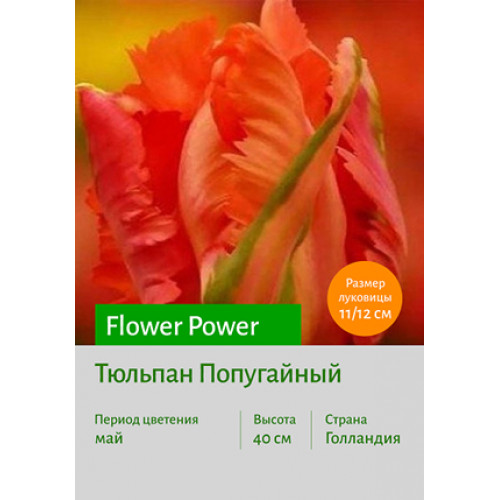 Тюльпан Flower Power