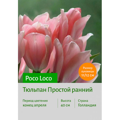 Тюльпан Poco Loco