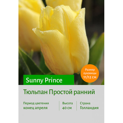 Тюльпан Sunny Prince