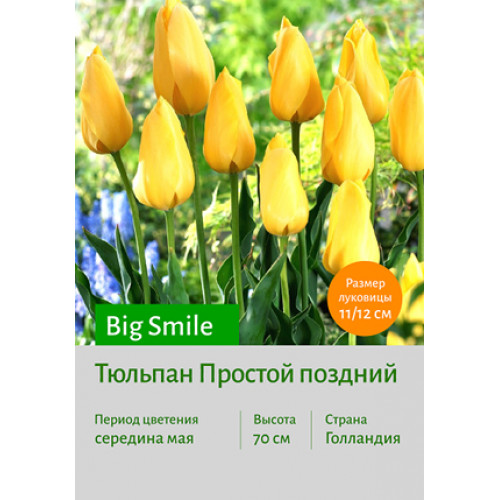 Тюльпан Big Smile