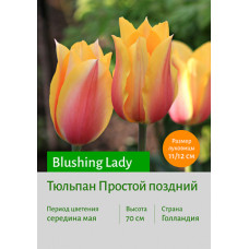 Тюльпан Blushing Lady