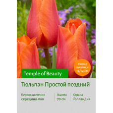 Тюльпан Temple of Beauty