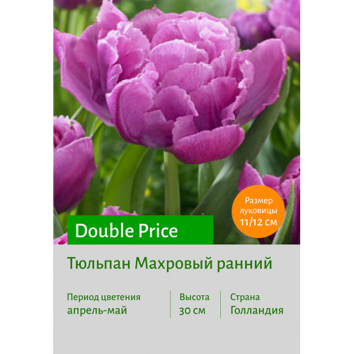 Тюльпан Double Price