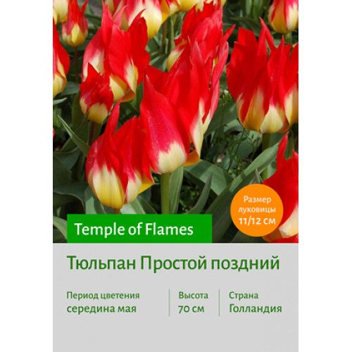 Тюльпан Temple of Flames