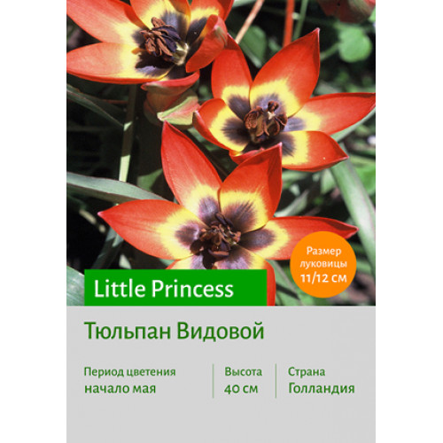 Тюльпан Little Princess