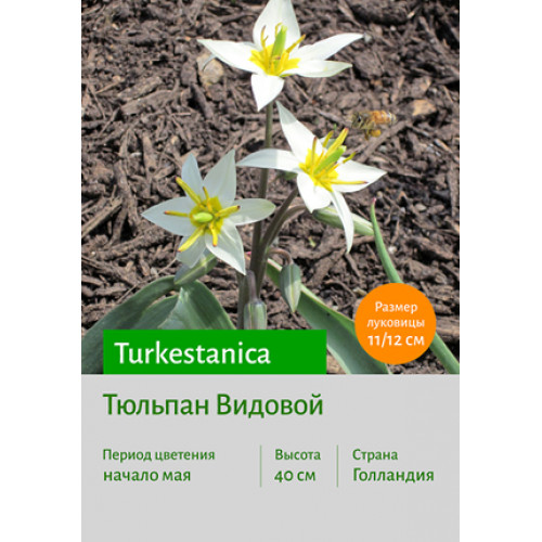 Тюльпан Turkestanica