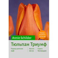 Тюльпан Annie Schilder