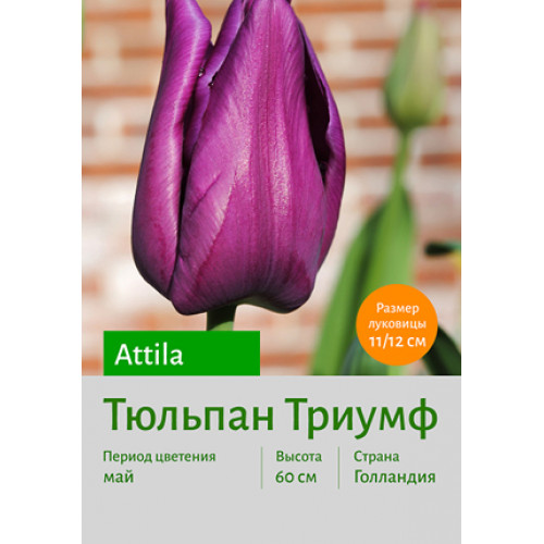 Тюльпан Attila