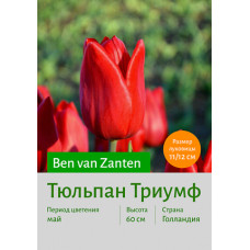 Тюльпан Ben van Zanten