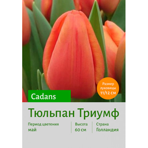 Тюльпан Cadans