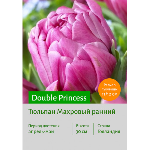 Тюльпан Double Princess
