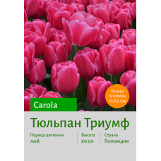 Тюльпан Carola