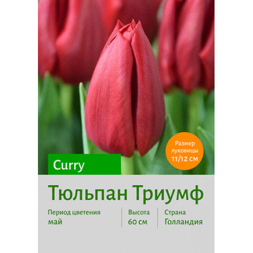 Тюльпан Curry