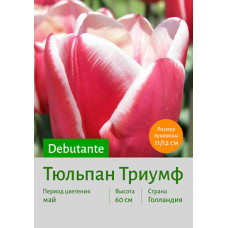 Тюльпан Debutante