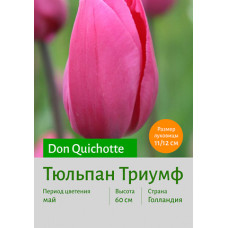 Тюльпан Don Quichotte