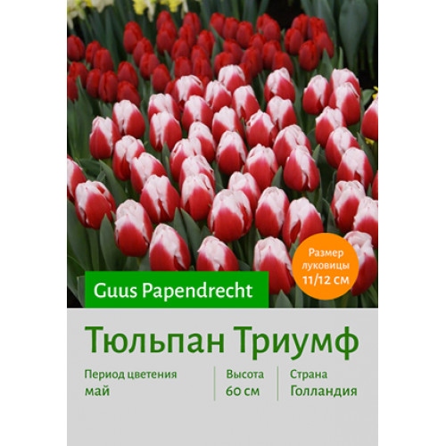Тюльпан Guus Papendrecht