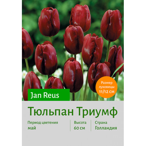 Тюльпан Jan Reus