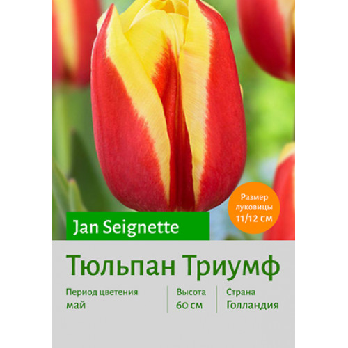 Тюльпан Jan Seignette