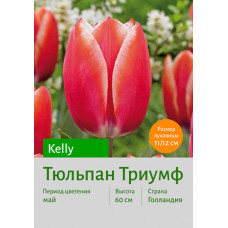 Тюльпан Kelly