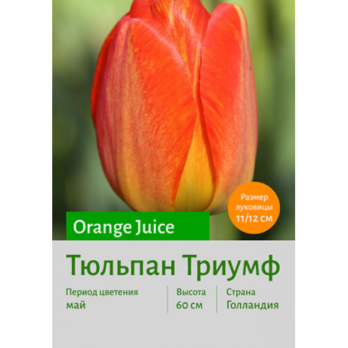 Тюльпан Orange Juice