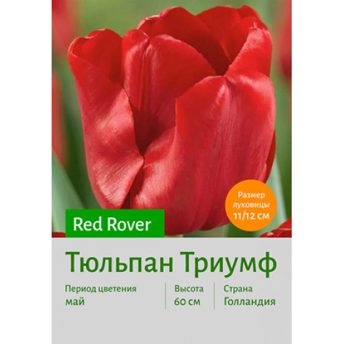 Тюльпан Red Rover