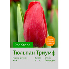 Тюльпан Red Stone