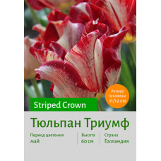 Тюльпан Striped Crown