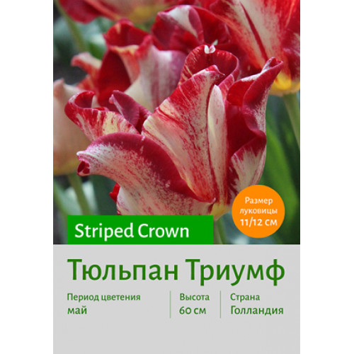 Тюльпан Striped Crown