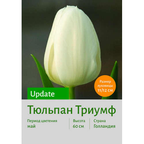 Тюльпан Update