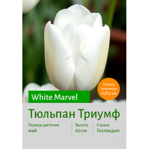 Тюльпан White Marvel