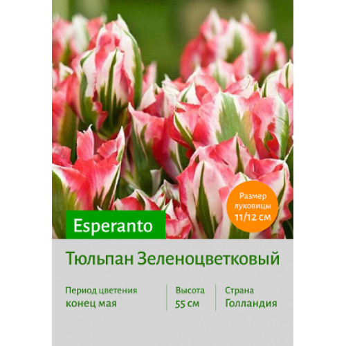Тюльпан Esperanto