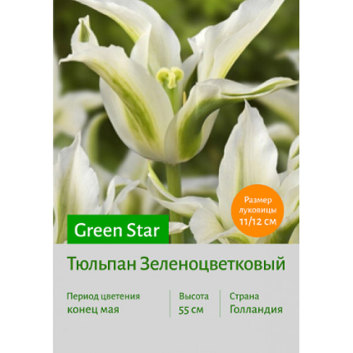 Тюльпан Green Star