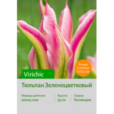 Тюльпан Virichic