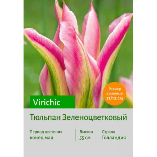 Тюльпан Virichic