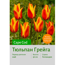 Тюльпан Cape Cod