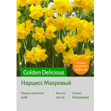 Нарцисс Golden Delicious